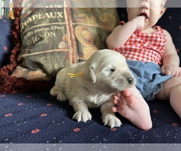 Medium Photo #4 Golden Retriever Puppy For Sale in DE BEQUE, CO, USA