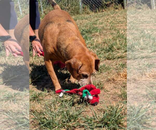 Medium Photo #2 Mutt Puppy For Sale in Thomasville, NC, USA