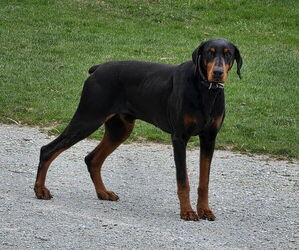 Father of the Doberman Pinscher puppies born on 03/22/2025