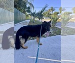 Small #13 German Shepherd Dog