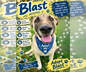 German Shepherd Dog Dogs for adoption in Texas City, TX, USA
