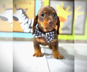 Dachshund Puppy for sale in WINNSBORO, LA, USA