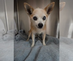 Chihuahua-Unknown Mix Dogs for adoption in El Centro, CA, USA