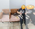 Small #19 Bullypit