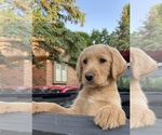 Small Photo #6 Labradoodle Puppy For Sale in NEW BALTIMORE, MI, USA