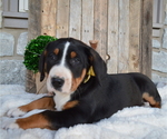 Small Photo #5 Greater Swiss Mountain Dog Puppy For Sale in HONEY BROOK, PA, USA
