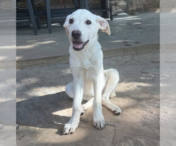 Medium Photo #2 Labrador Retriever-Unknown Mix Puppy For Sale in OKLAHOMA CITY, OK, USA