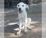 Small #1 Labrador Retriever Mix