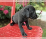 Small #2 Labrador Retriever