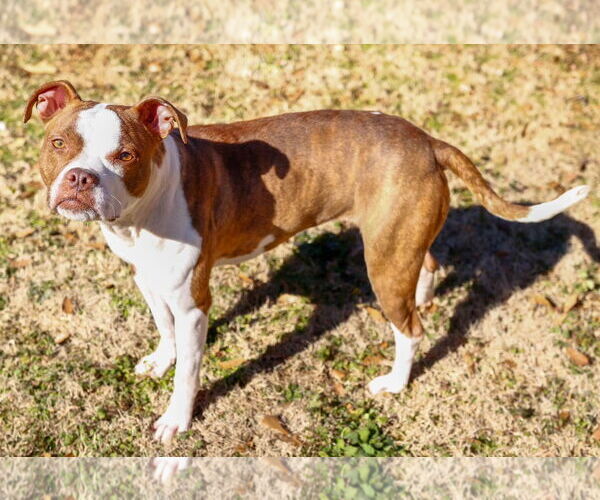 Medium Photo #4 Boston Terrier-Unknown Mix Puppy For Sale in Greenville, SC, USA
