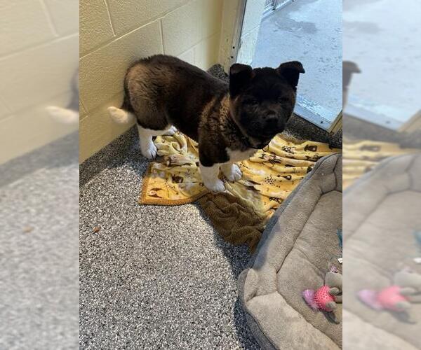 Medium Photo #1 Akita Puppy For Sale in Dedham, MA, USA