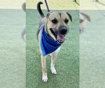 Small #1 German Shepherd Dog Mix