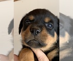 Small Photo #8 Rottweiler Puppy For Sale in OAK GLEN, CA, USA
