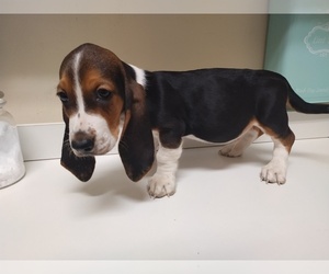 Basset Hound Puppy for sale in CANTON, GA, USA
