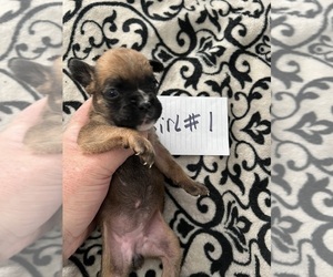 Boxer Puppy for sale in BLOOMINGTON, IL, USA