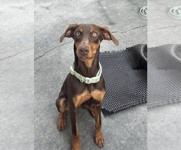 Medium Photo #1 Doberman Pinscher Puppy For Sale in Dana Point, CA, USA