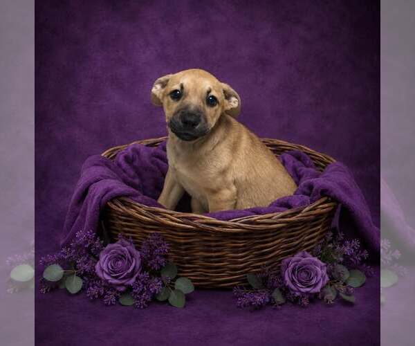 Medium Photo #4 Mutt Puppy For Sale in Shillington, PA, USA