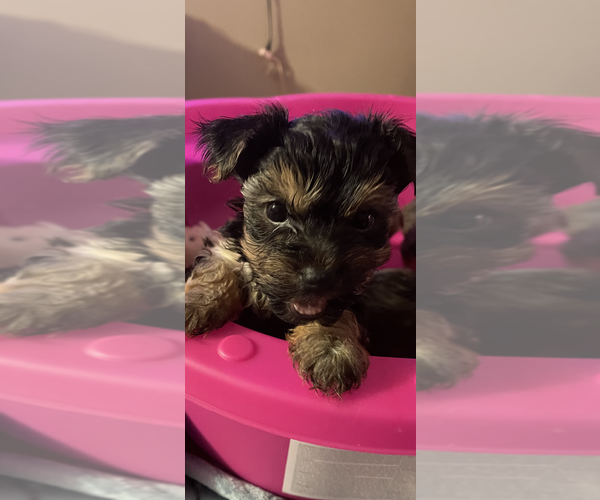 Medium Photo #1 Yorkshire Terrier Puppy For Sale in JOHNSTOWN, PA, USA