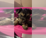 Small Photo #1 Yorkshire Terrier Puppy For Sale in JOHNSTOWN, PA, USA
