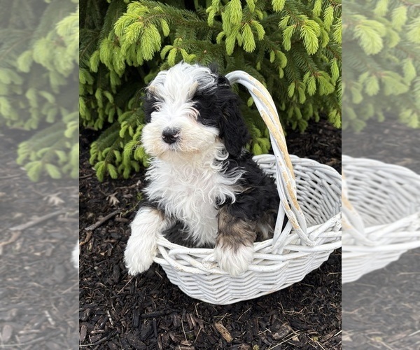 Medium Photo #2 Bernedoodle Puppy For Sale in MIDDLEBURY, IN, USA