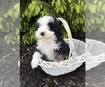 Small #1 Bernedoodle