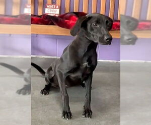 Mutt Dogs for adoption in Genesee, WI, USA