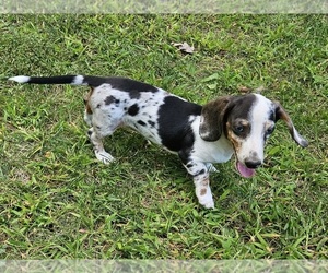 Dachshund Puppy for sale in CLARK, MO, USA