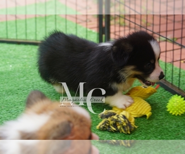 Medium Photo #18 Pembroke Welsh Corgi Puppy For Sale in CRESTVIEW, FL, USA