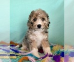 Small #2 Aussiedoodle Miniature 