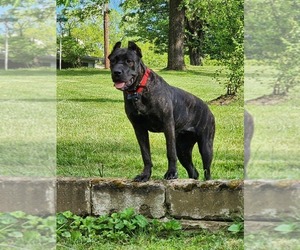 Mother of the Cane Corso puppies born on 03/23/2026