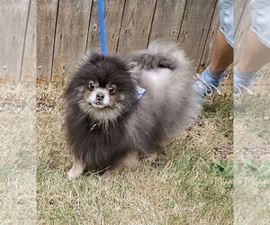 Mac Fox - Male Pomeranian Dog for Adoption - Photo #12
