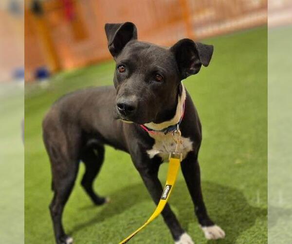 Medium Photo #1 Mutt Puppy For Sale in Las Vegas, NV, USA