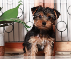 Yorkshire Terrier Puppy for sale in NAPLES, FL, USA