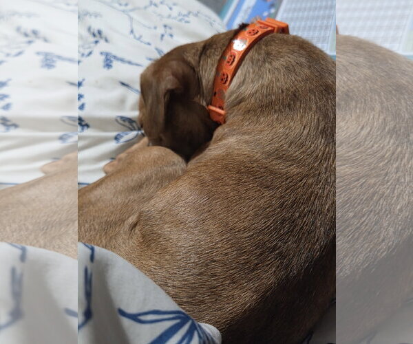 Medium Photo #5 Chiweenie Puppy For Sale in Sandy, UT, USA