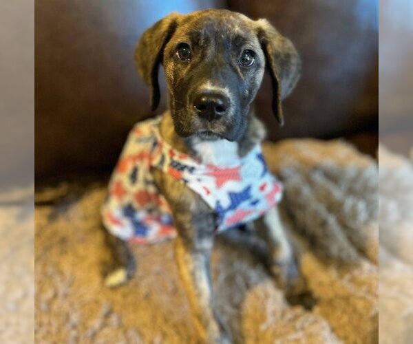 Medium Photo #10 Great Dane-Unknown Mix Puppy For Sale in Canton, CT, USA