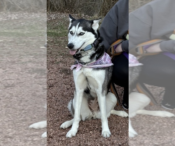 Medium Photo #1 Alaskan Husky Puppy For Sale in EAU CLAIRE, WI, USA