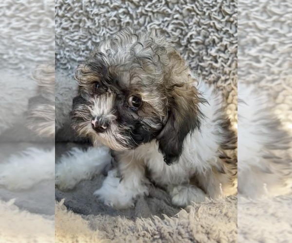 Medium Photo #56 Zuchon Puppy For Sale in RENO, NV, USA