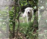 Small Photo #28 Great Pyrenees Puppy For Sale in Spring, TX, USA