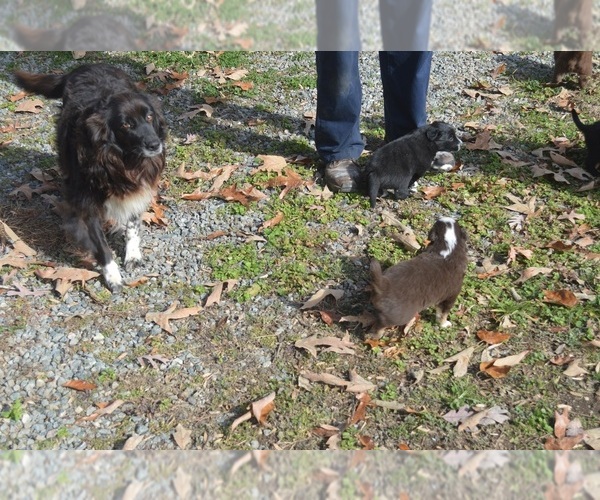 Medium Photo #9 Border Sheepdog Puppy For Sale in NATHALIE, VA, USA