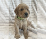 Small Photo #29 Golden Retriever Puppy For Sale in IRWIN, PA, USA