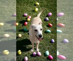 Small #2 Labrador Retriever Mix