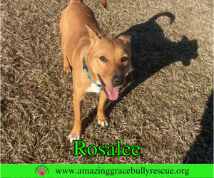 Rosalee - Female Chow Chow-Unknown Mix Dog for Adoption - Photo #9