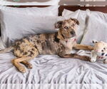 Small #2 Catahoula Leopard Dog Mix