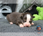 Small Photo #27 Miniature Australian Shepherd Puppy For Sale in GRANBURY, TX, USA