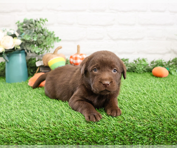 Medium Photo #4 Labrador Retriever Puppy For Sale in SYRACUSE, IN, USA