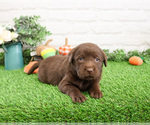 Small #3 Labrador Retriever