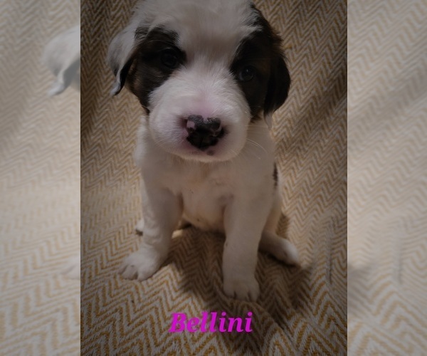 Medium Photo #1 Saint Bernard Puppy For Sale in ELKHART, IN, USA