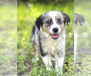 Medium Miniature Australian Shepherd