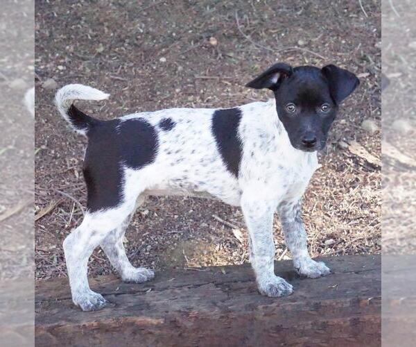 Medium Photo #7 Jack Russell Terrier-Unknown Mix Puppy For Sale in San Diego, CA, USA