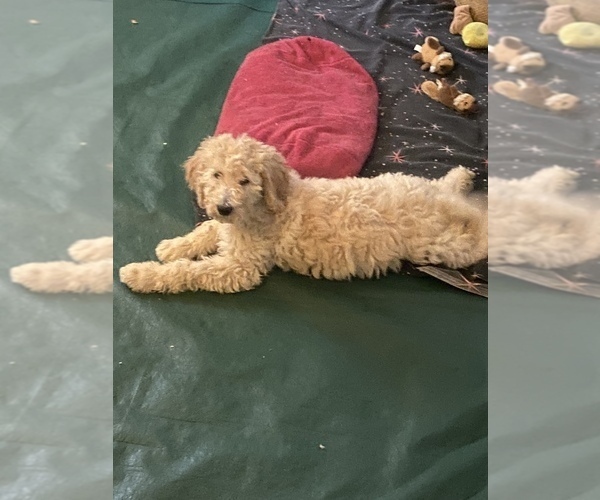 Medium Photo #4 Goldendoodle Puppy For Sale in SEYMOUR, CT, USA